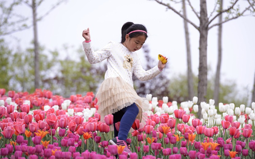 北京国际鲜花港，一小朋友在郁金香花丛中跳跃。
