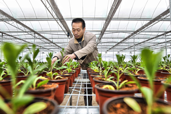 乌当现代高效农业花卉苗木示范园区育苗移栽忙 