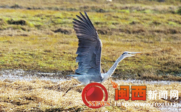 长汀汀江国家湿地公园的越冬鸟类