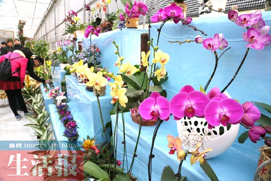 广西：南宁迎春花卉展开幕 展出品种180多个3万多盆