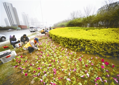 花卉种植正式开工