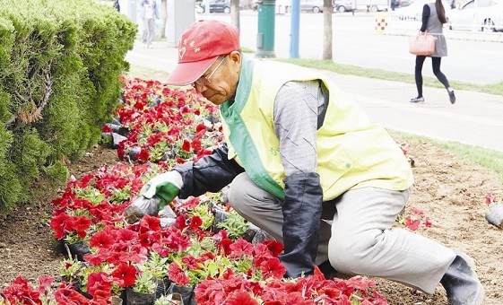 市园林局工作人员在人民广场栽种鲜花