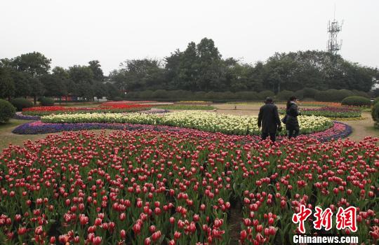 重庆大足龙水湖景区内，市民在盛开的郁金香花海中“遨游”。