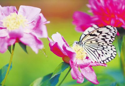 中国国花园内的“蝶恋花”