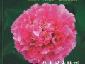 2012年5月期刊总第17期《天府花卉园艺》 (18)
