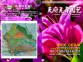 2013年5月期刊总第29期《天府花卉园艺》 (18)