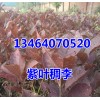 紫叶稠李（加拿大红樱）金叶复叶槭，五角枫，红叶李，山桃稠李