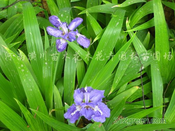 供应红花草、葱兰、鸢尾、麦冬、常夏石竹