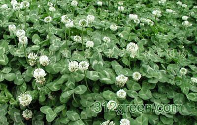 供应白三叶草、红花酢浆草、白花葱兰、阔叶麦冬草