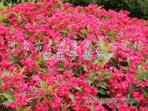 供应红王子锦带花、剑麻、丝兰、四季海棠、梨花海棠