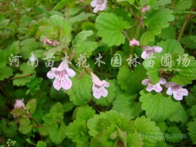 供应活血丹、一串红、万寿菊、金盏菊、矮牵牛