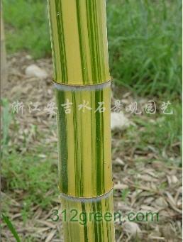 供应竹类植物