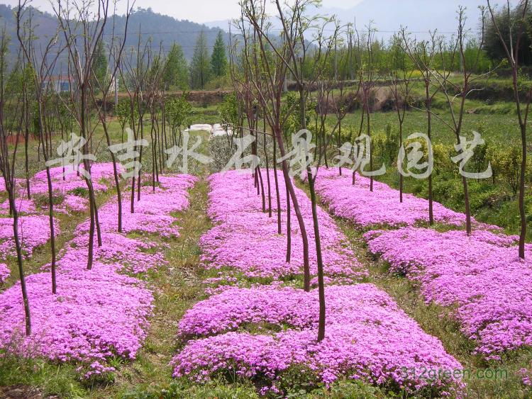 供应二月兰、金鸡菊、石竹等草花地被植物