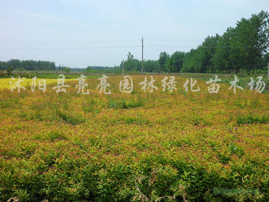 供应金娃娃萱草、麦冬草、绣线菊、牡丹等品种