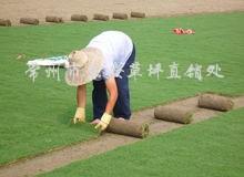 供应高档沙培果岭草、沙培天富道果岭草、黑麦草混播