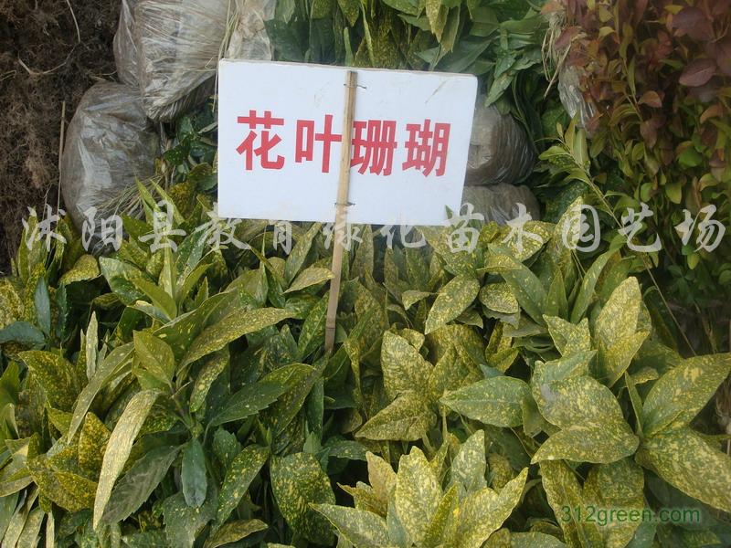 供应绿化苗木