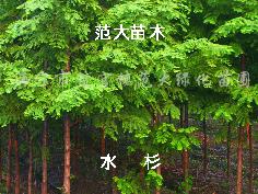 供应水杉、池杉、落羽杉、中山杉、墨杉、法桐