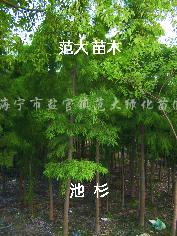 供应娜塔栎、水栎、中山杉、落羽杉、池杉