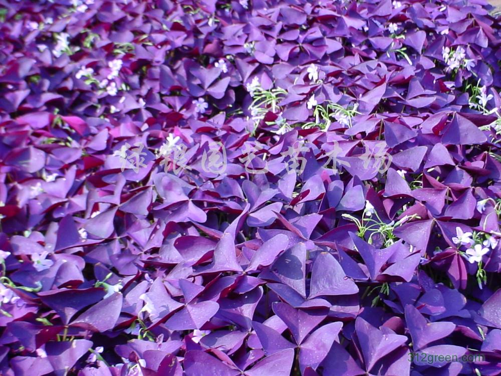 供应紫叶酢浆草