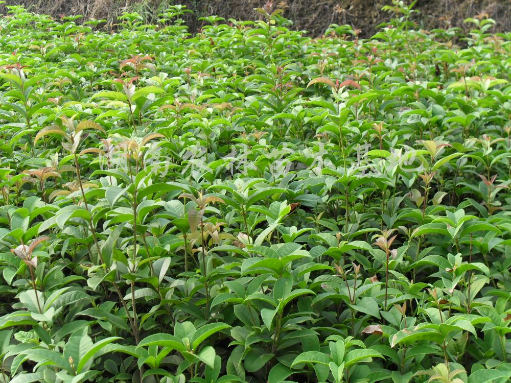 供应四季桂花小苗、地笼桂花、月月桂小苗