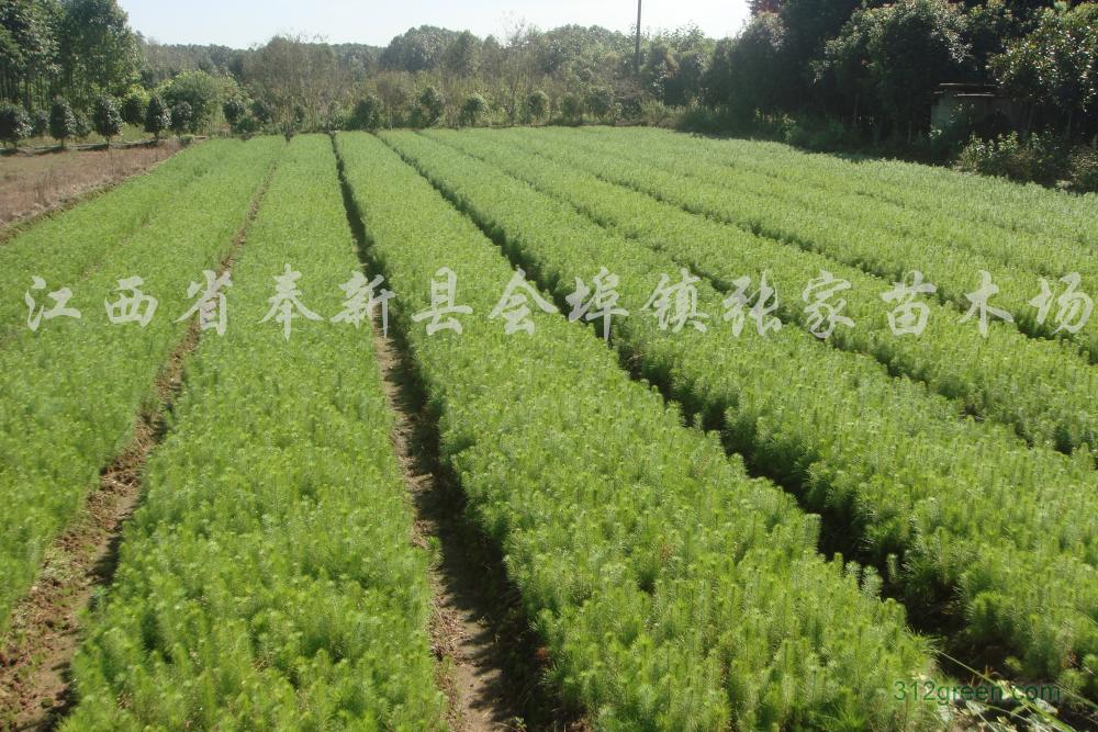 供应青枫、红枫、红豆杉、杜英、木荷、紫薇