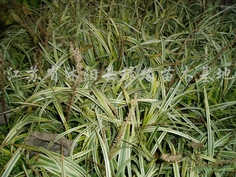 供应金叶麦冬草、红王子锦带、鸢尾、红花草、葱兰草