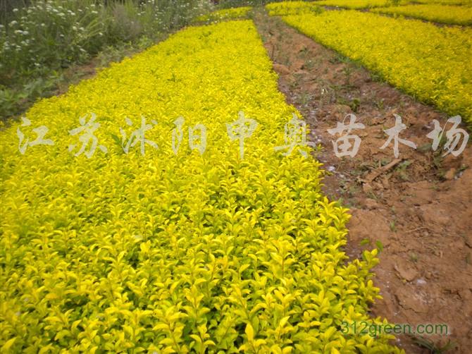 供应千头菊、一串红、矮牵牛、花菖蒲、香蒲、芦苇、水葱