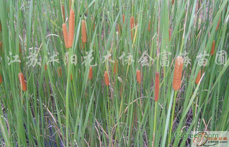 供应千屈菜、菖蒲、再力花、花叶芦竹、睡莲、旱伞草