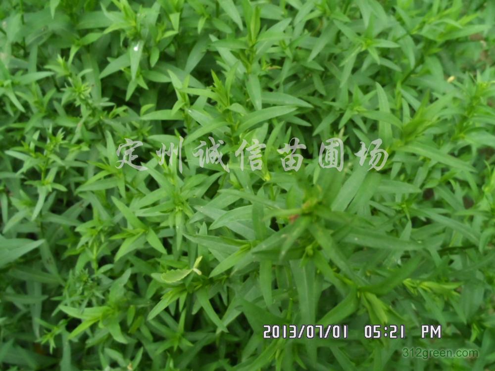 出售草花