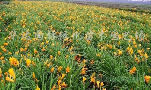 供应金娃娃萱草、玉簪、马尼垃、红花草、四季青