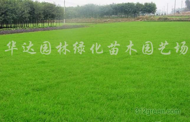 供应马尼拉、日本结缕草、早熟禾、剪股颖等