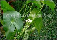 供应慈姑、紫芋、野芋、梭鱼草、海寿花、狼尾草等