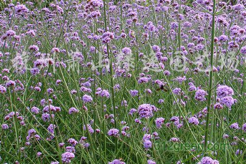 供应花叶玉簪、矮麦冬、石蒜、八宝景天等草花地被