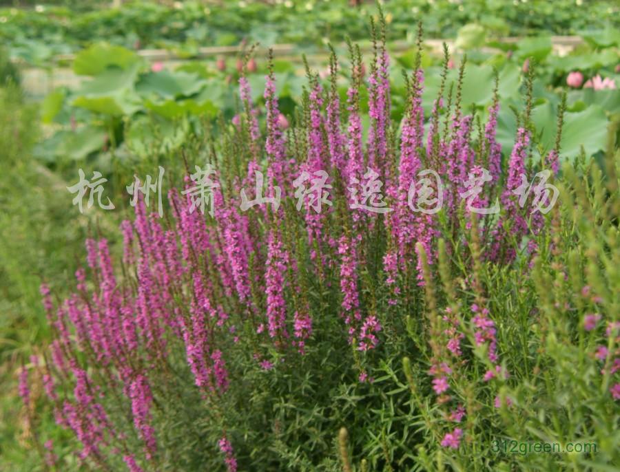 供应千屈菜、芦苇、梭鱼草、海寿花、水葱等各种水生植物