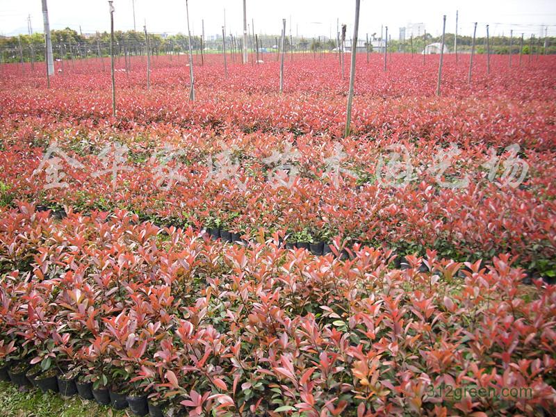 供应红叶石楠、红花继木、金森女贞、小叶女贞等