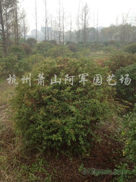 供应火棘、火棘球