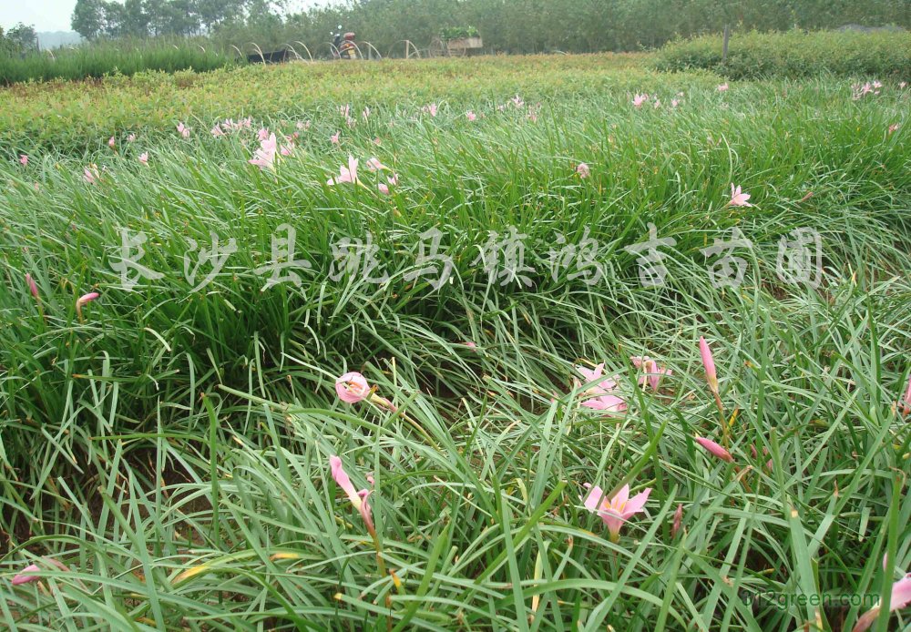 供应红花葱兰