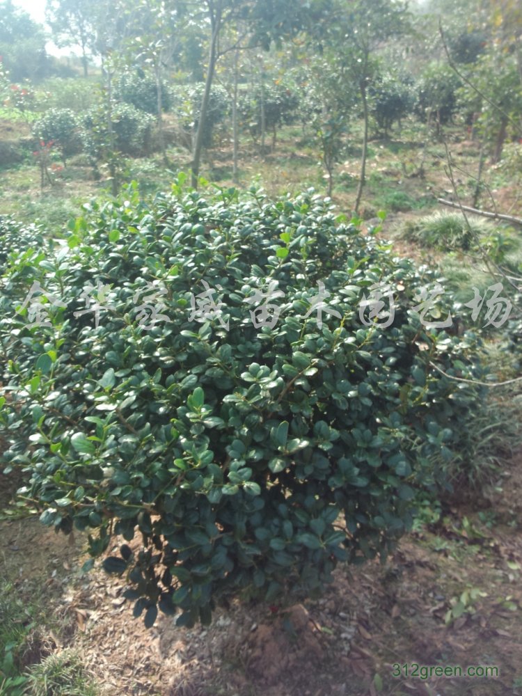 供应无刺构骨球p50-p150