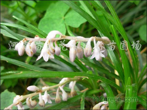 供应矮麦冬、斑叶芒、八宝景天、丛生福禄考、吴风草