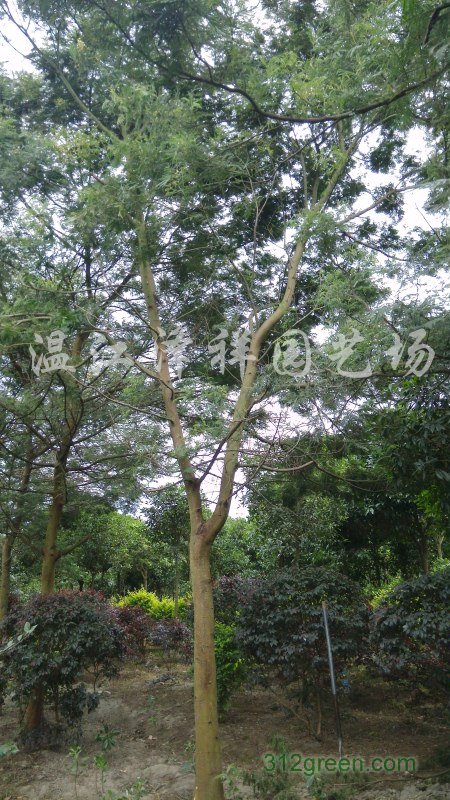 长期供应合欢、金合欢
