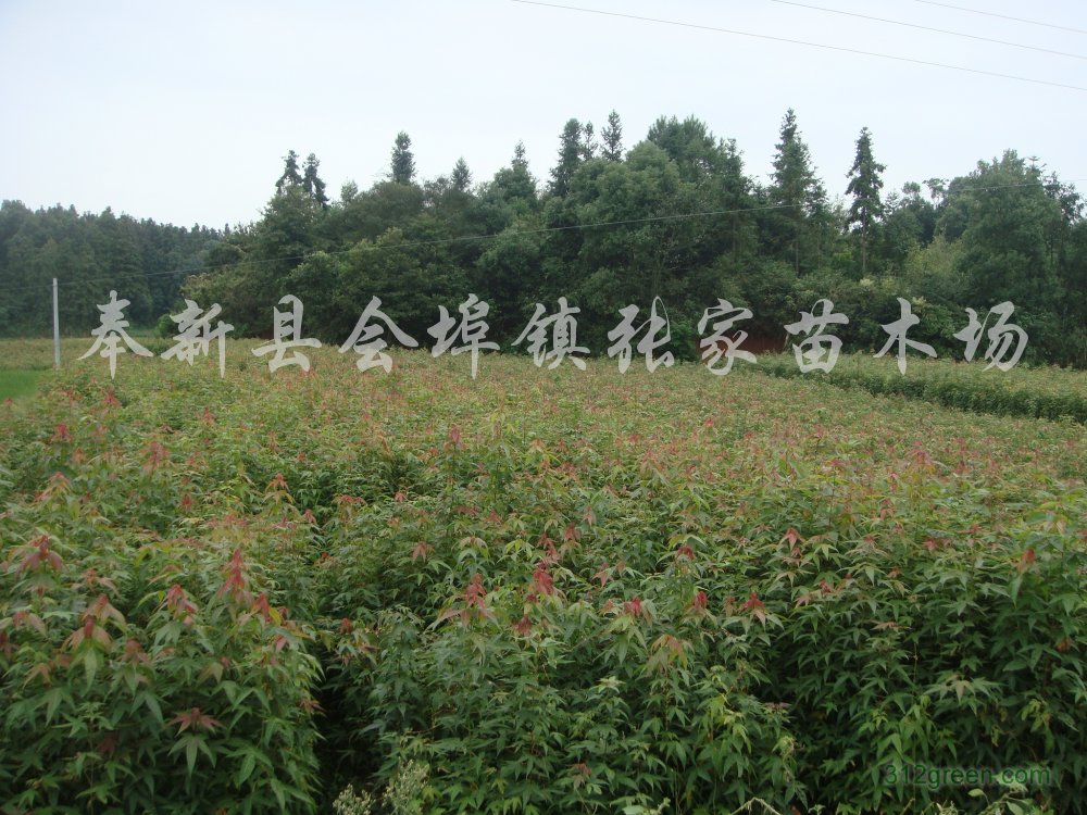 供应青枫小苗、青枫芽苗、红豆杉小苗、木荷小苗