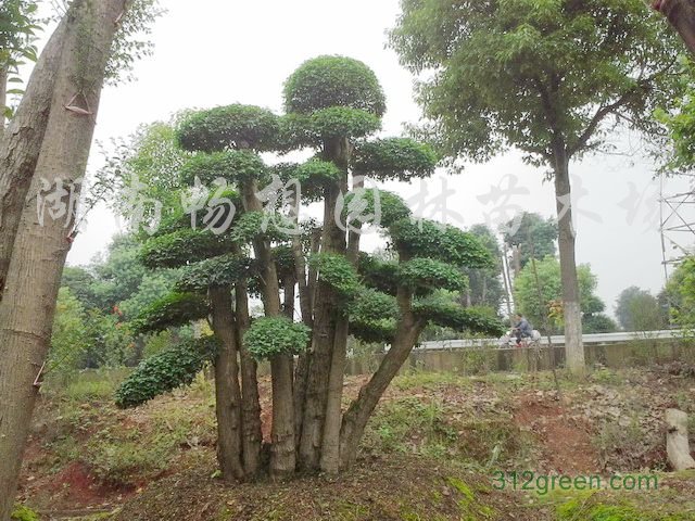 供应造型小叶女贞树、多头造型小叶女贞、小叶女贞盆景