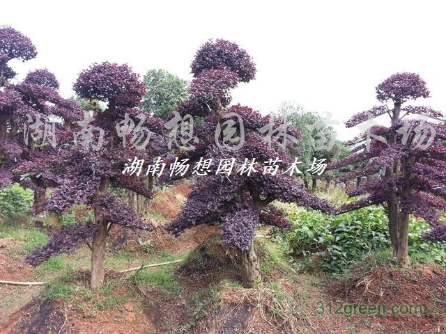 供应造型红继木桩、红继木盆景、红继木柱子