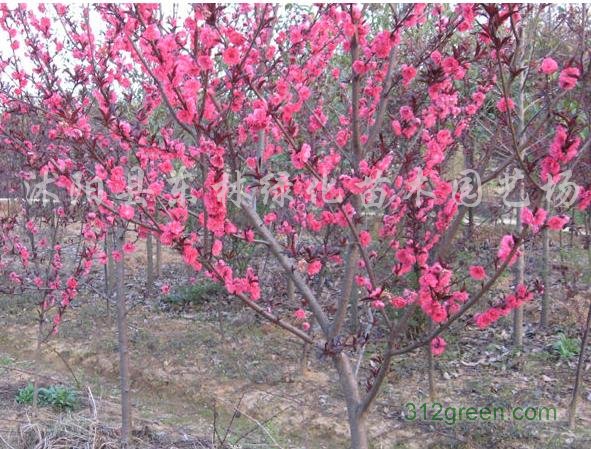 供应紫叶桃、大叶女贞、樱花、黄金槐、桂花、合欢