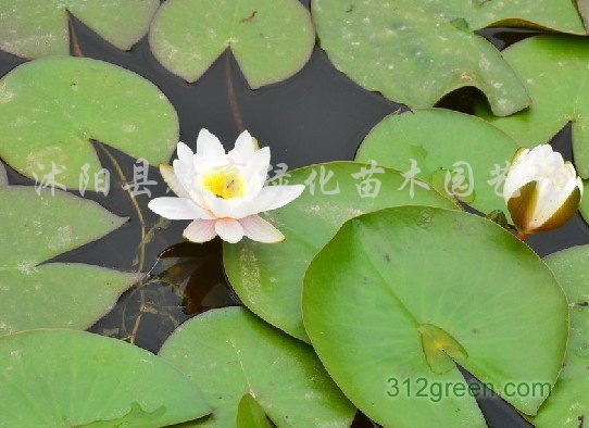 供应水生植物、黄菖蒲、香蒲、芦苇、美人蕉等