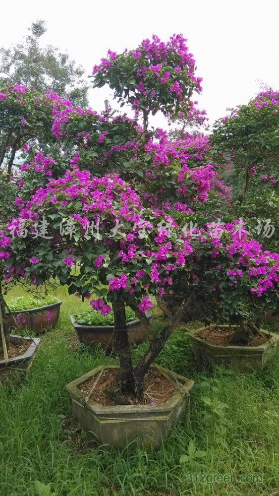 供应紫花造型三角梅
