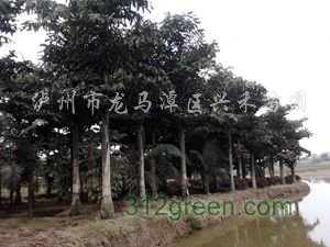 供应H1-8M鱼尾葵