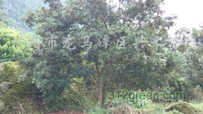 供应8-25公分杨梅