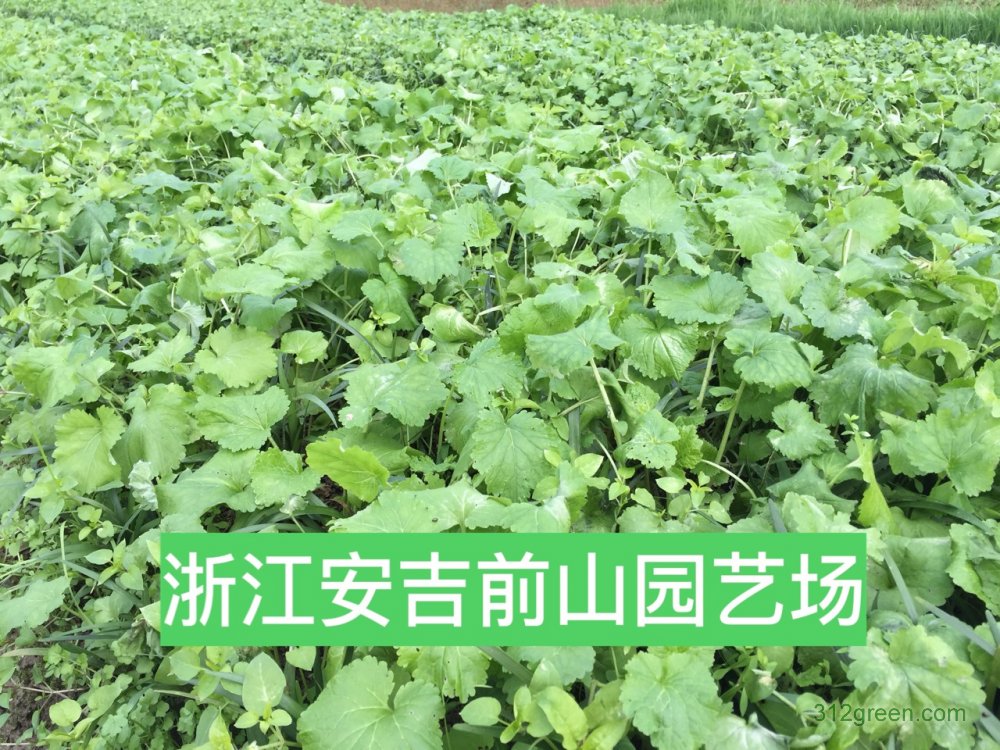 供应富贵草、二月兰、白三叶