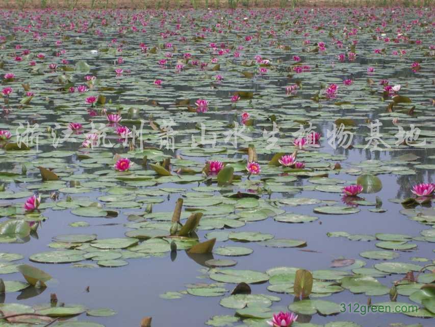 供应荷花、睡莲、狐尾藻、香菇草、荇菜